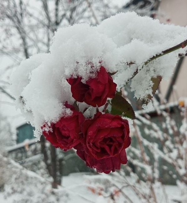 Сар-Герел Алтая - фото 18