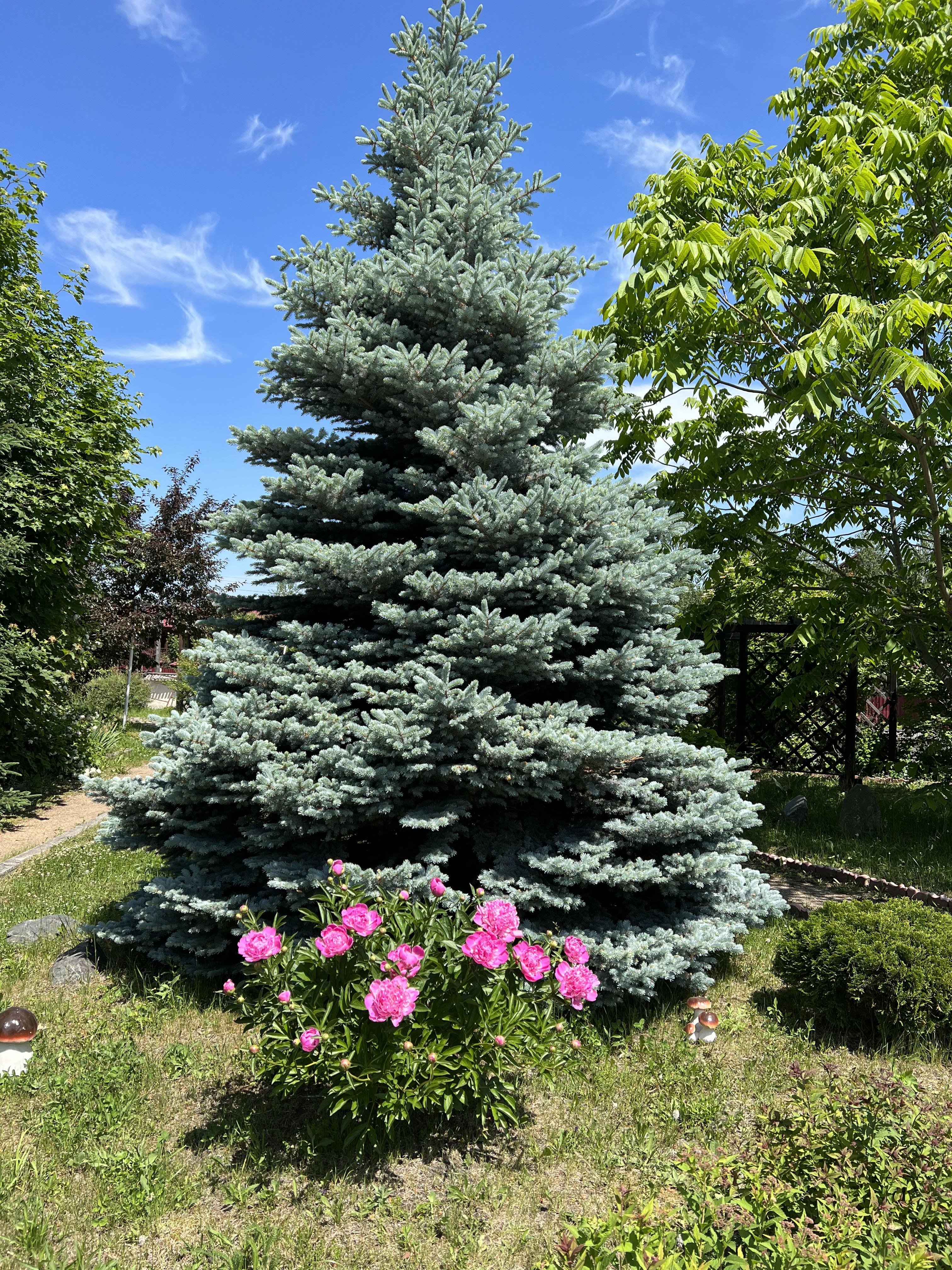 Сар-Герел Алтая - фото 21