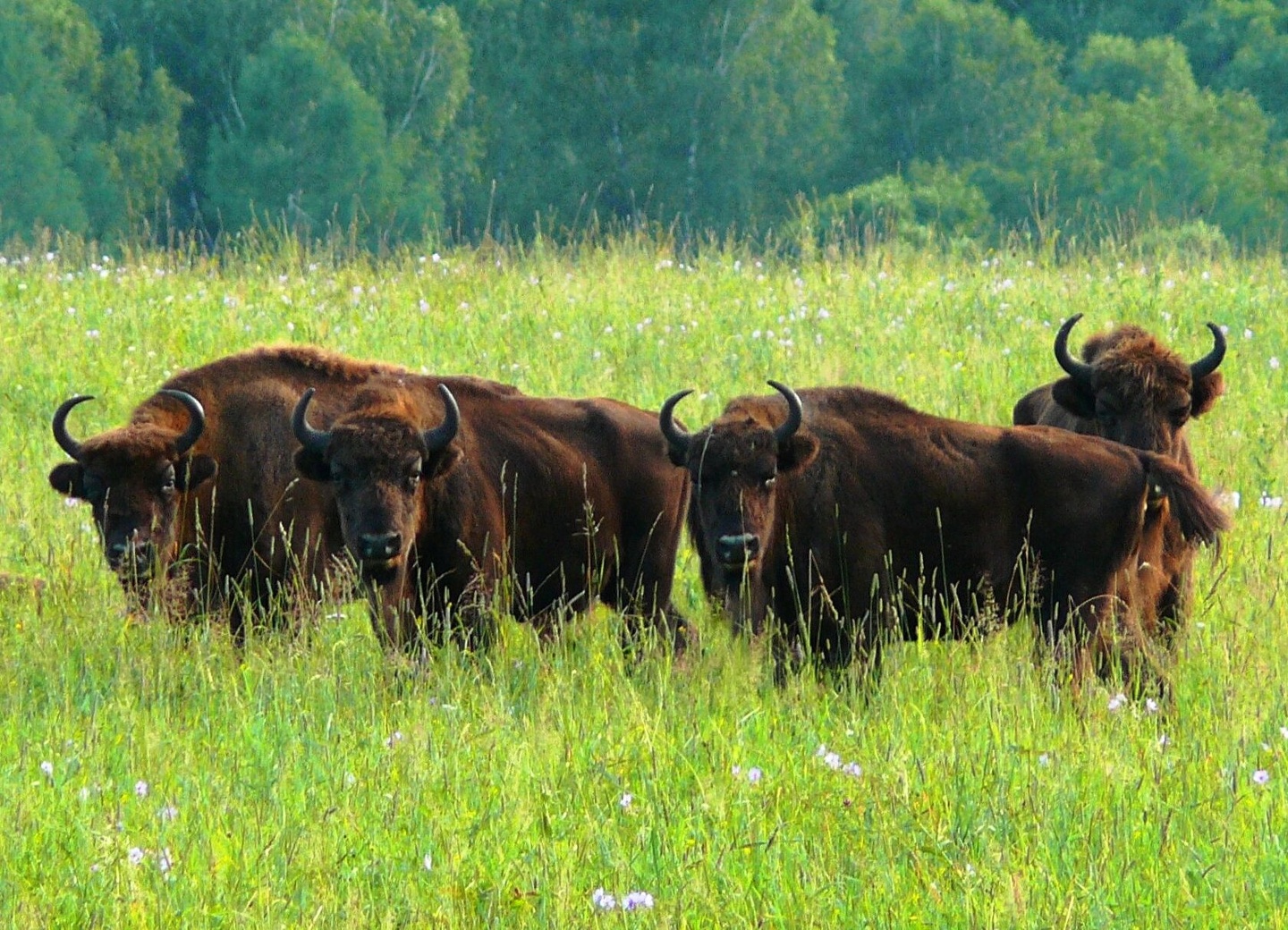 Хан Алтай - фото 18