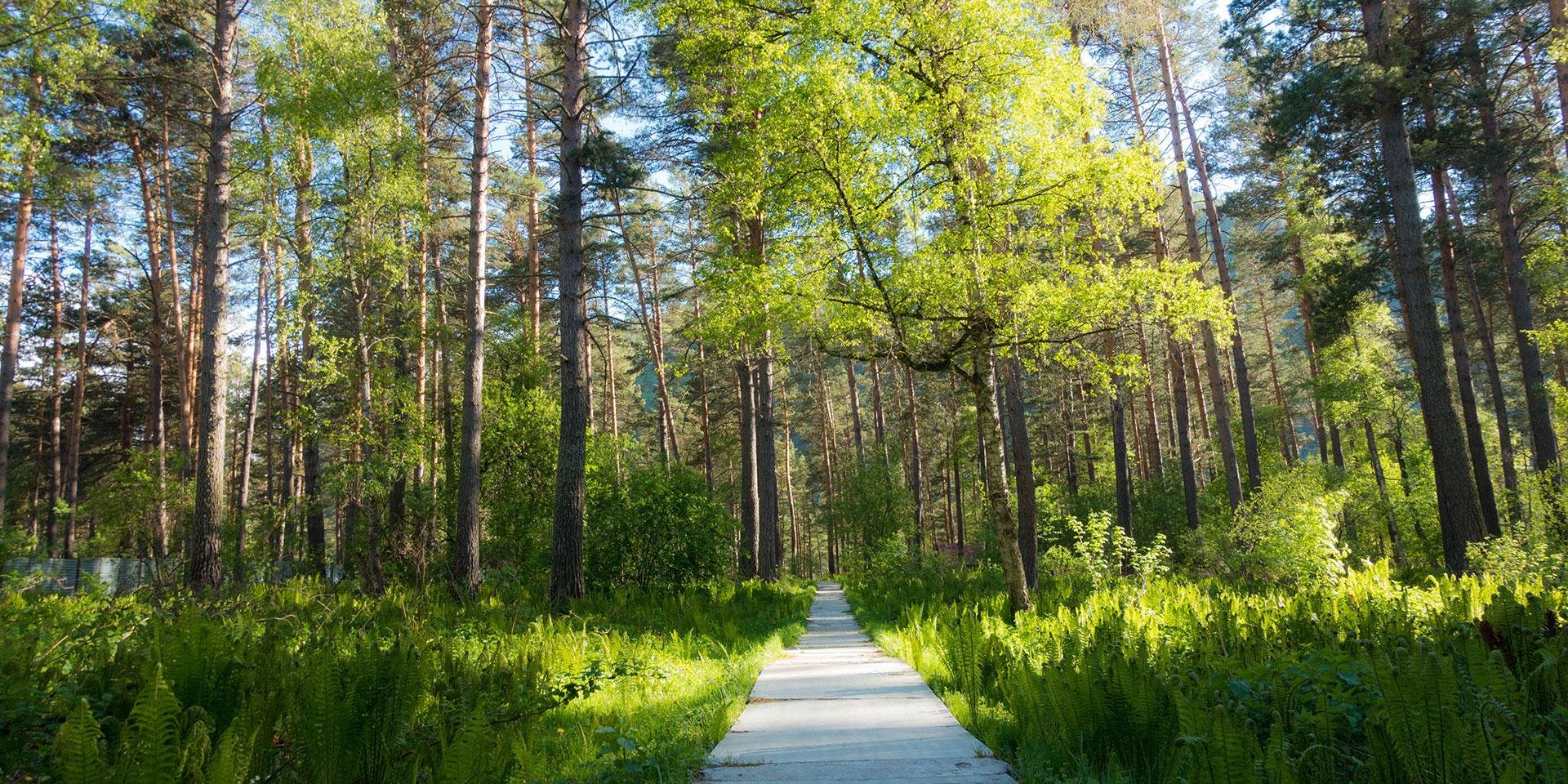 Алтаир - фото 9