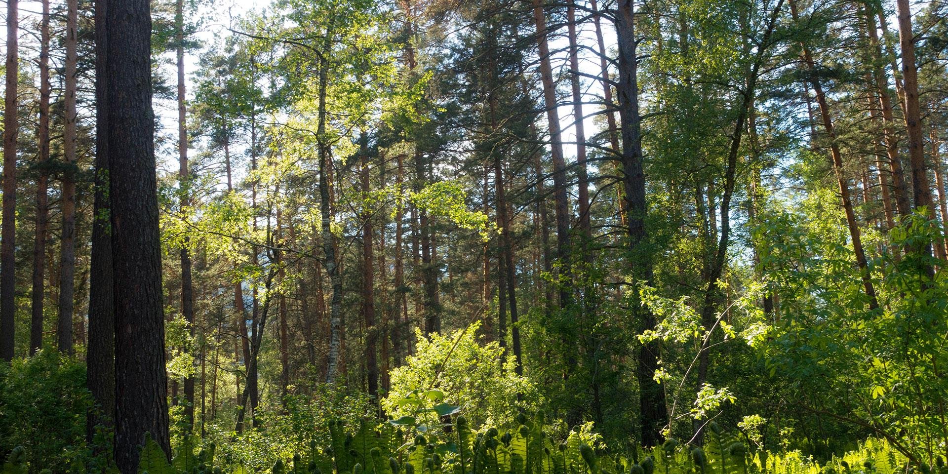 Алтаир - фото 23