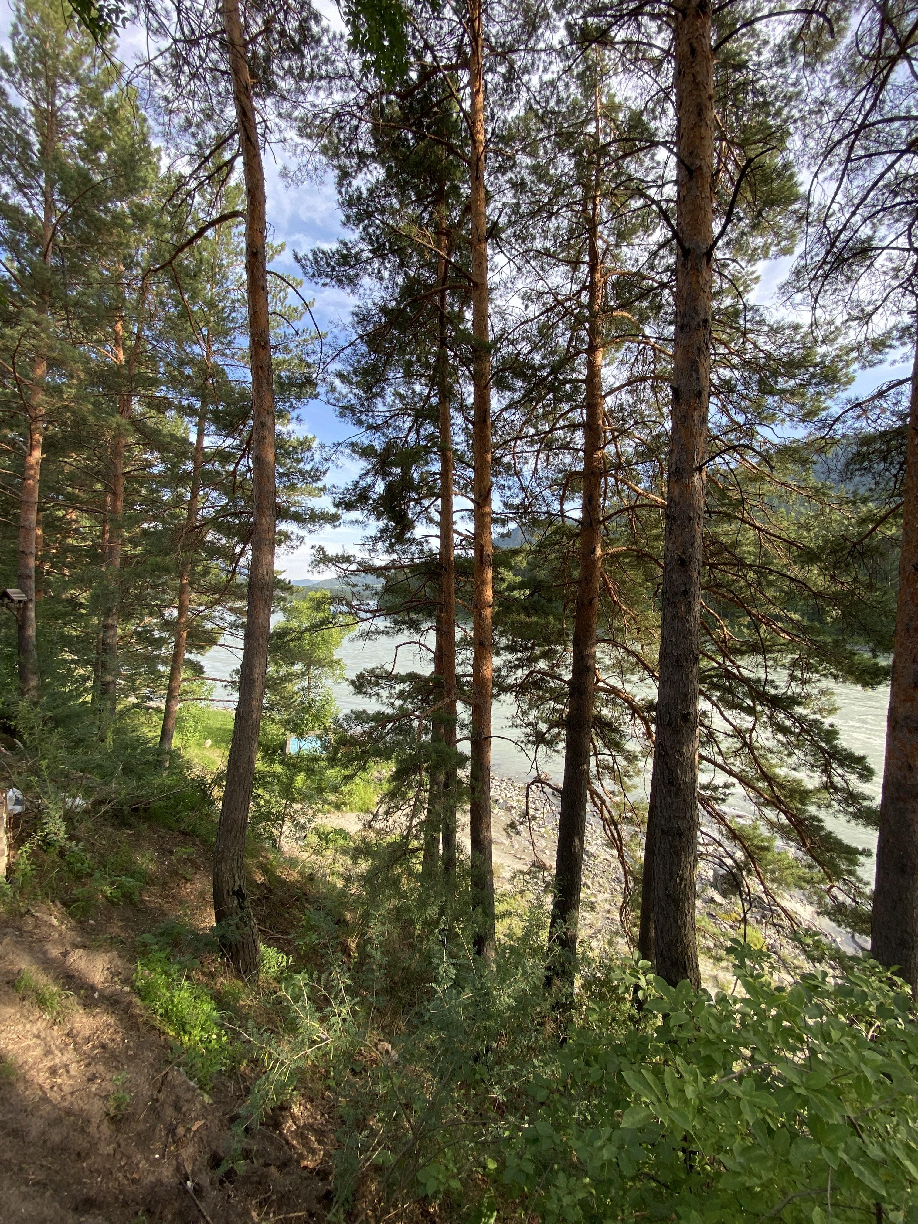 Чемал - фото 28