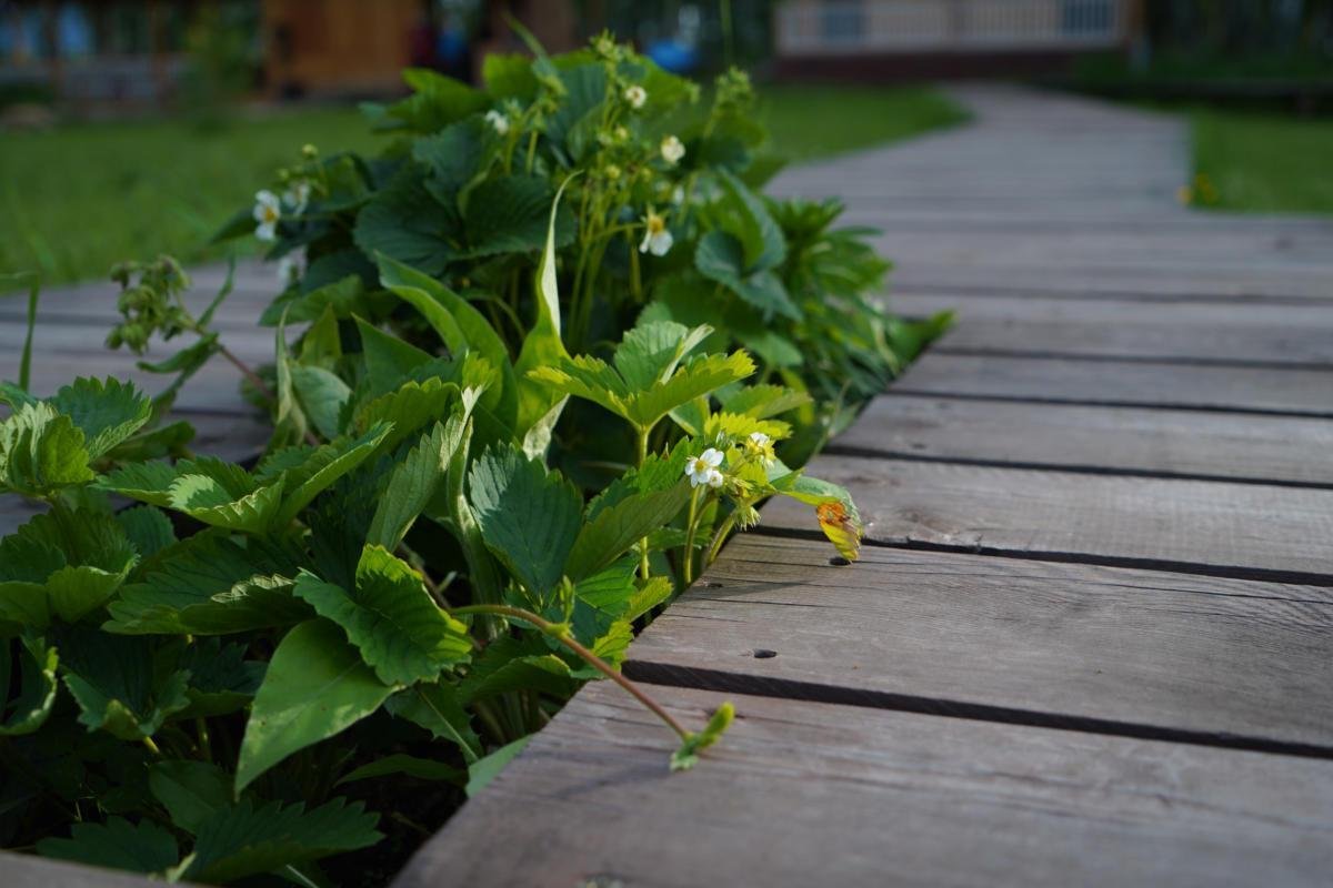 Альтаир - фото 63