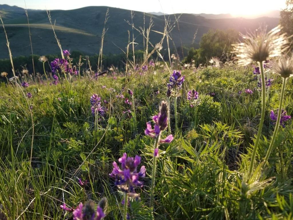 Шамбала - фото 5