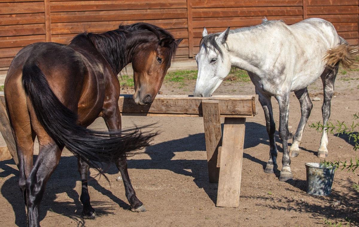 Шамбала - фото 49