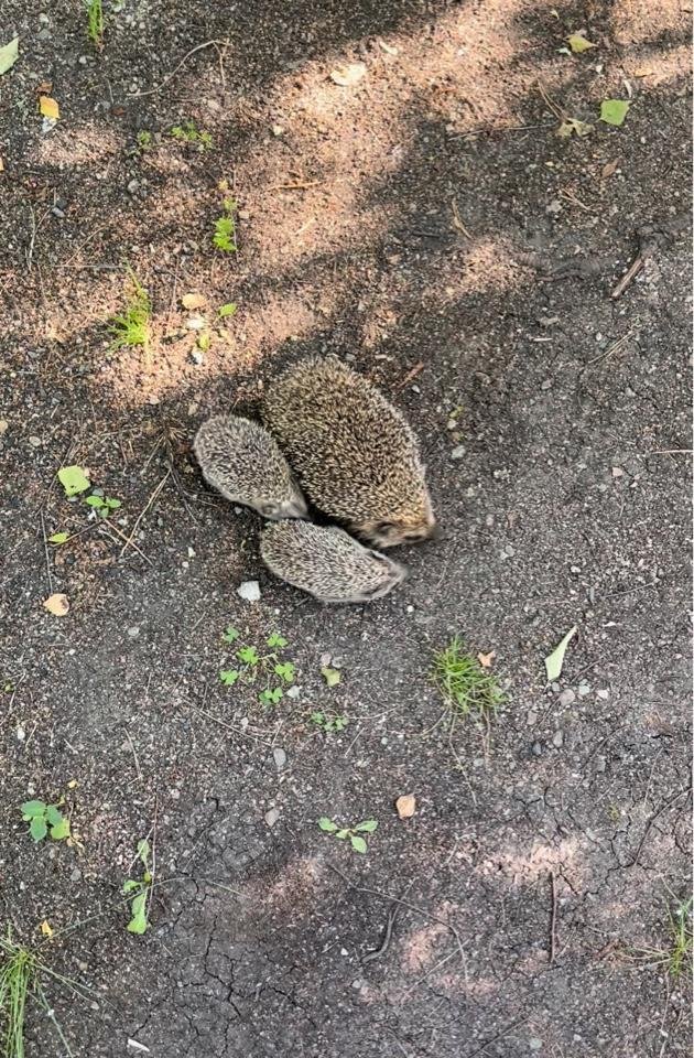 Шамбала - фото 89