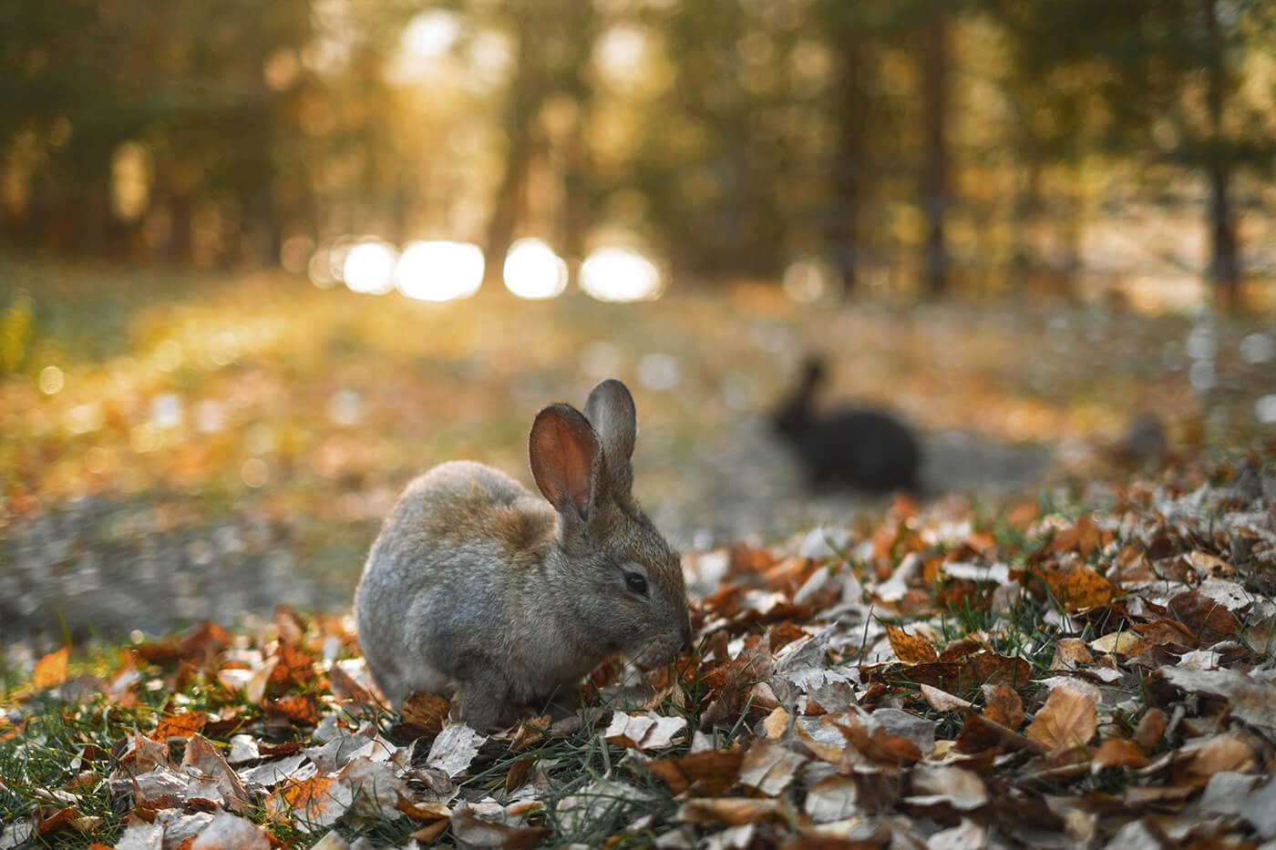 Гелион - фото 99