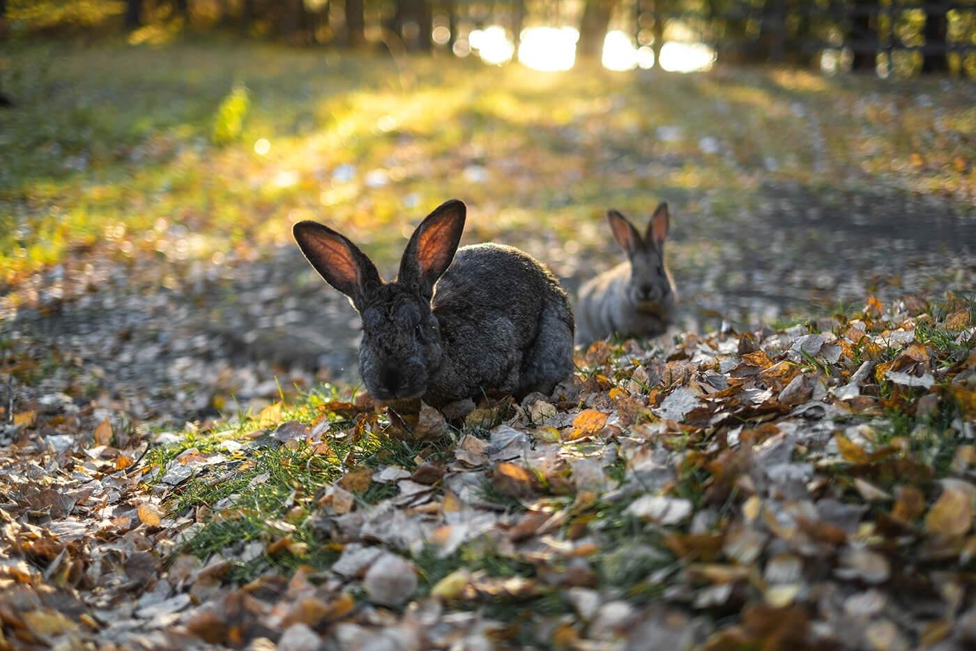 Гелион - фото 127