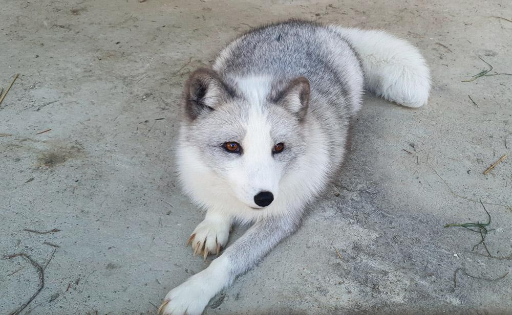 Маленькая страна - фото 46