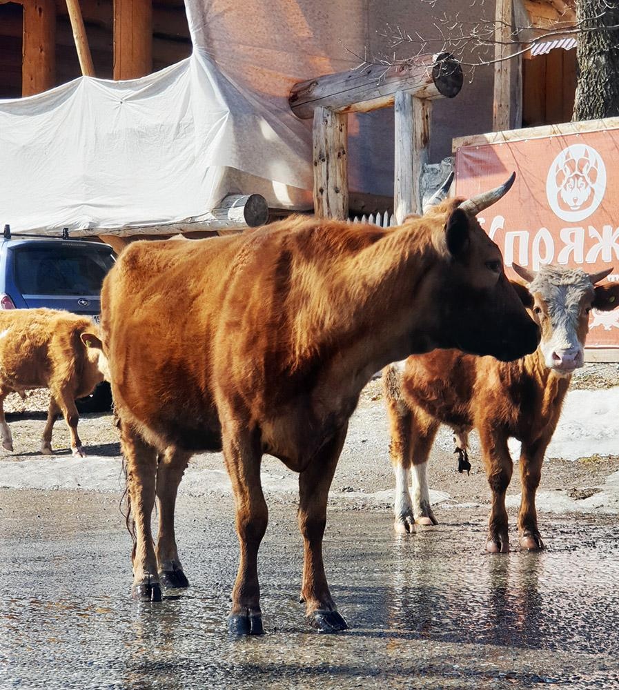 Маленькая страна - фото 64