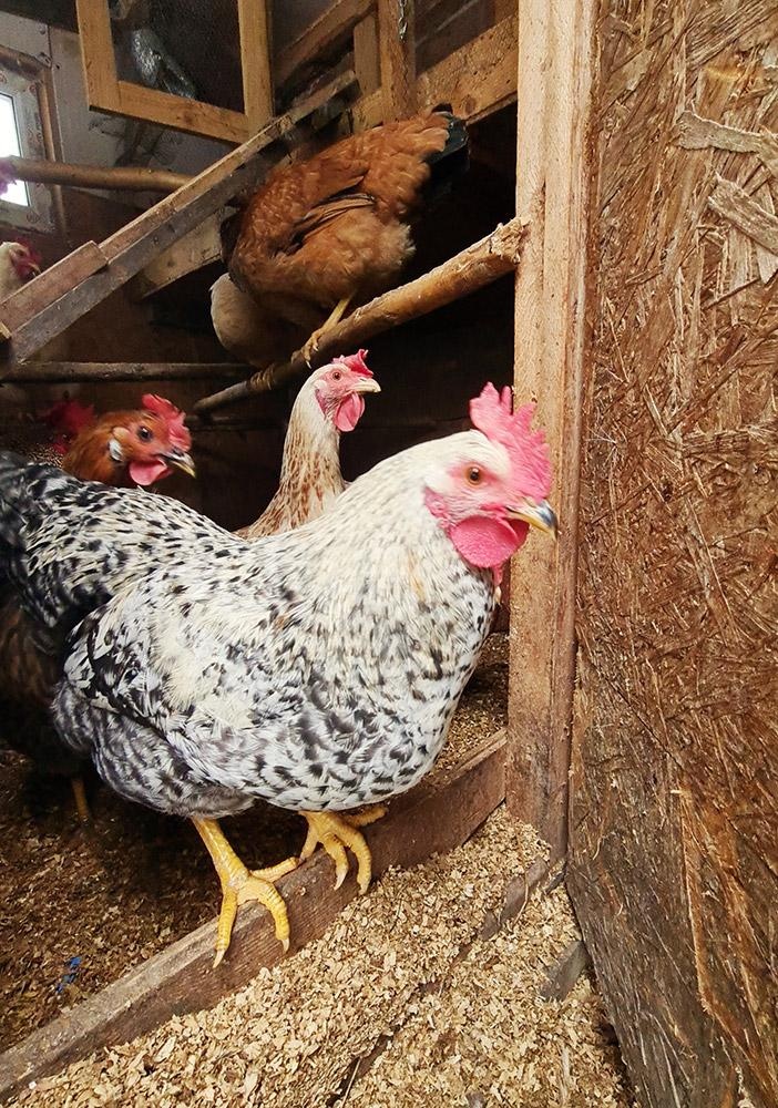 Маленькая страна - фото 75