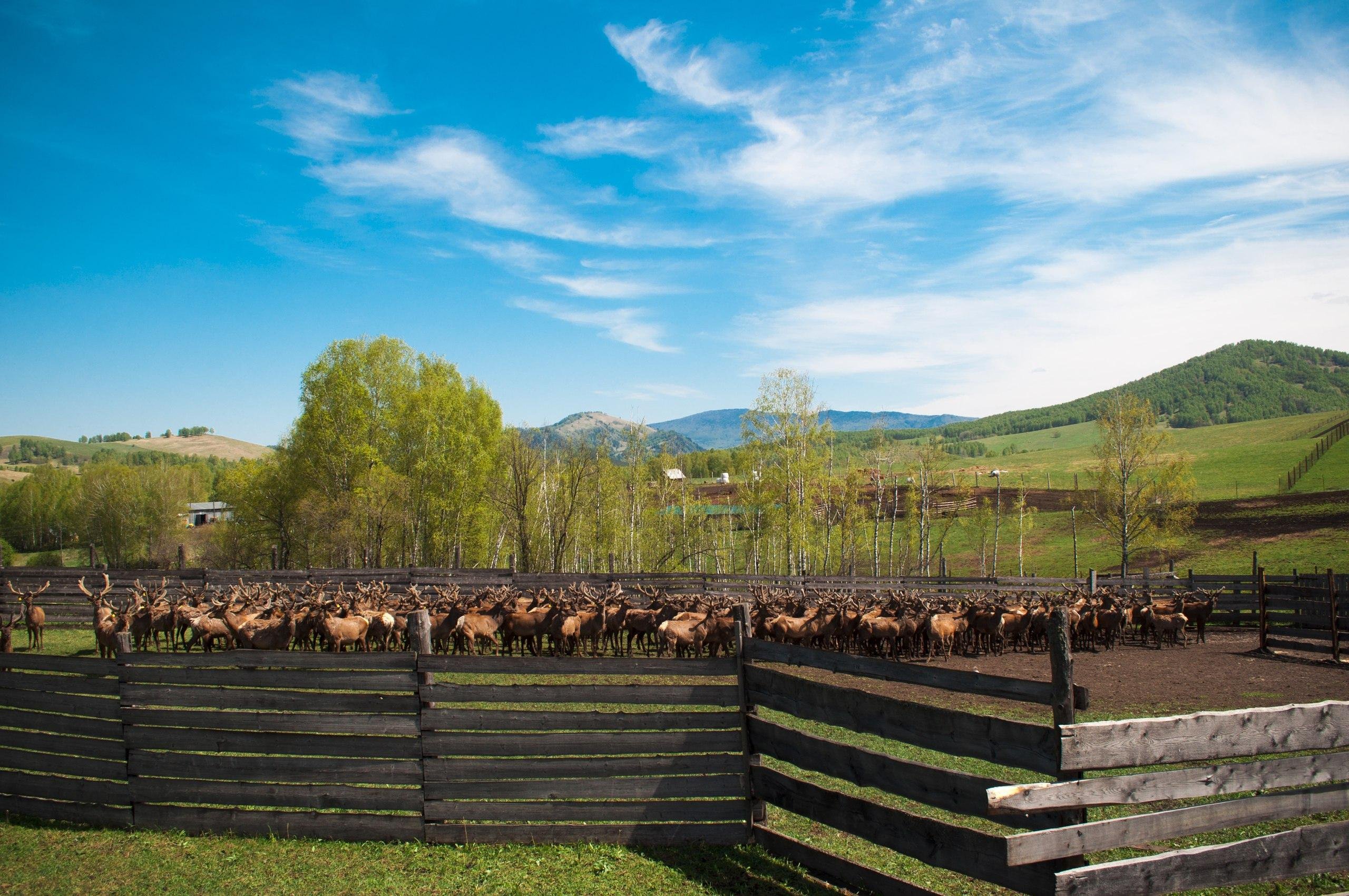 Маральник Altai Palace - фото 21
