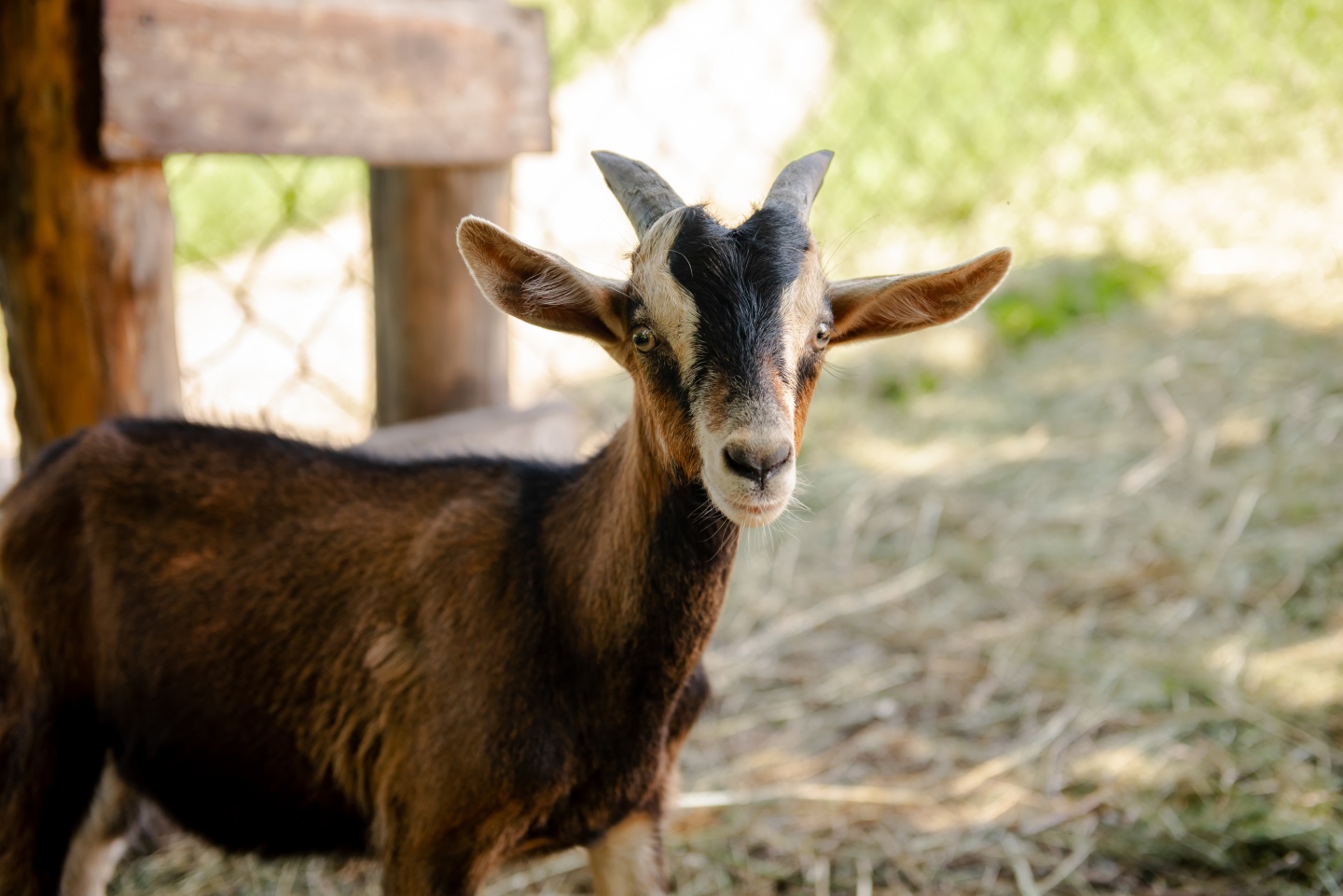 Маральник Altai Palace - фото 24