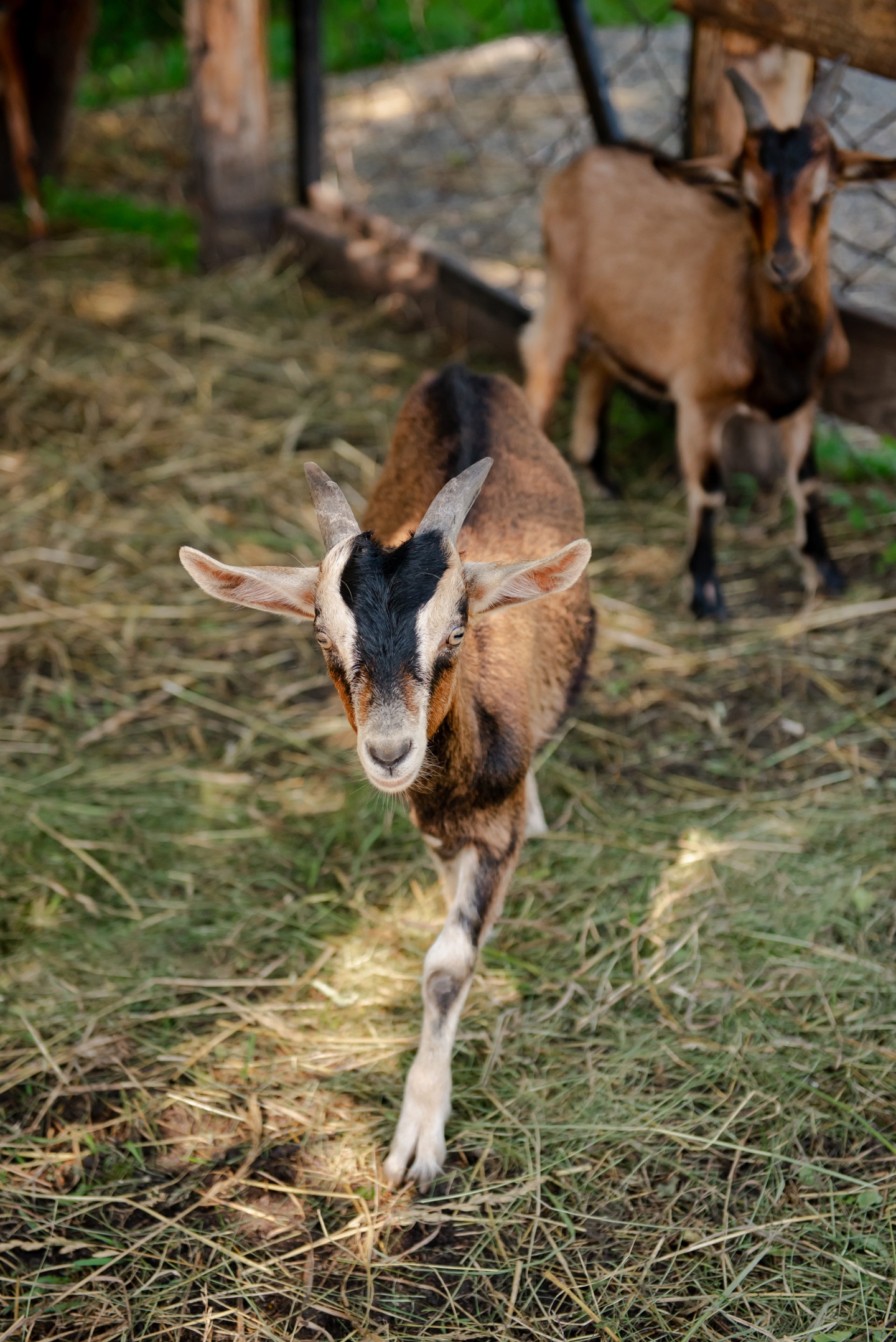 Маральник Altai Palace - фото 25