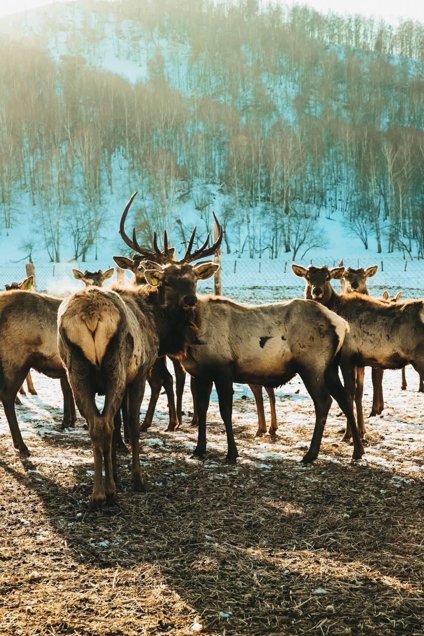 Маральник Altai Palace - фото 26