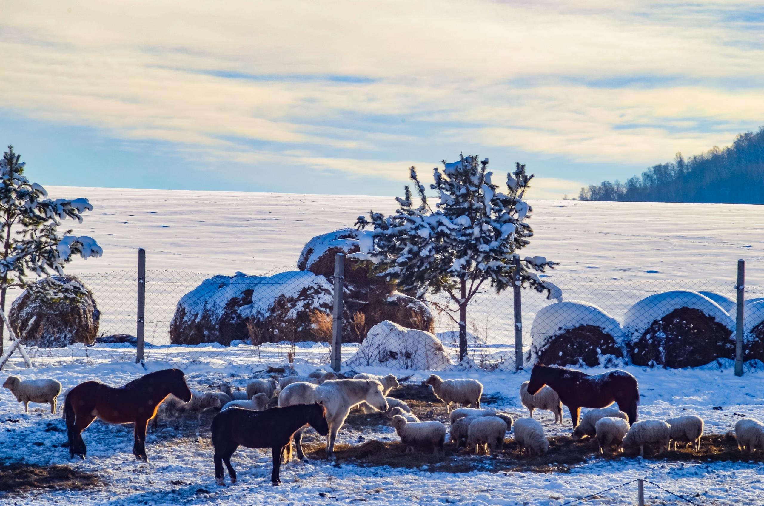 Маральник Altai Palace - фото 27