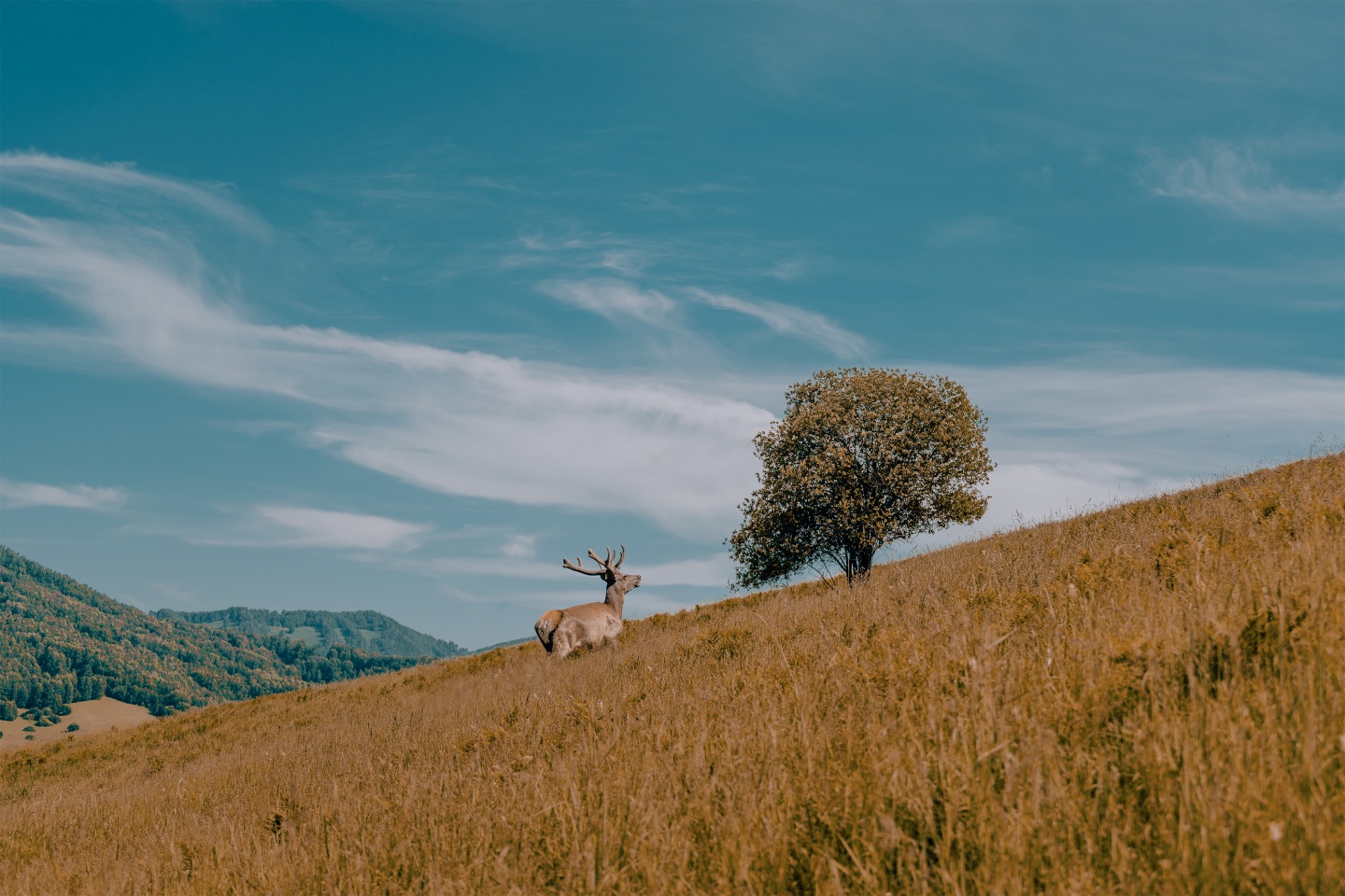 Маральник Altai Palace - фото 31