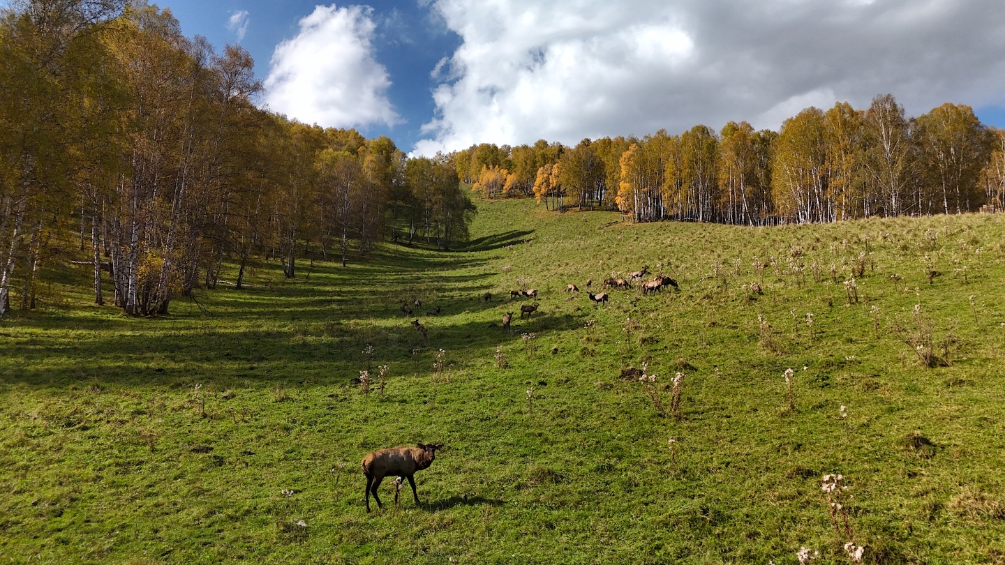 Маральник Altai Palace - фото 38