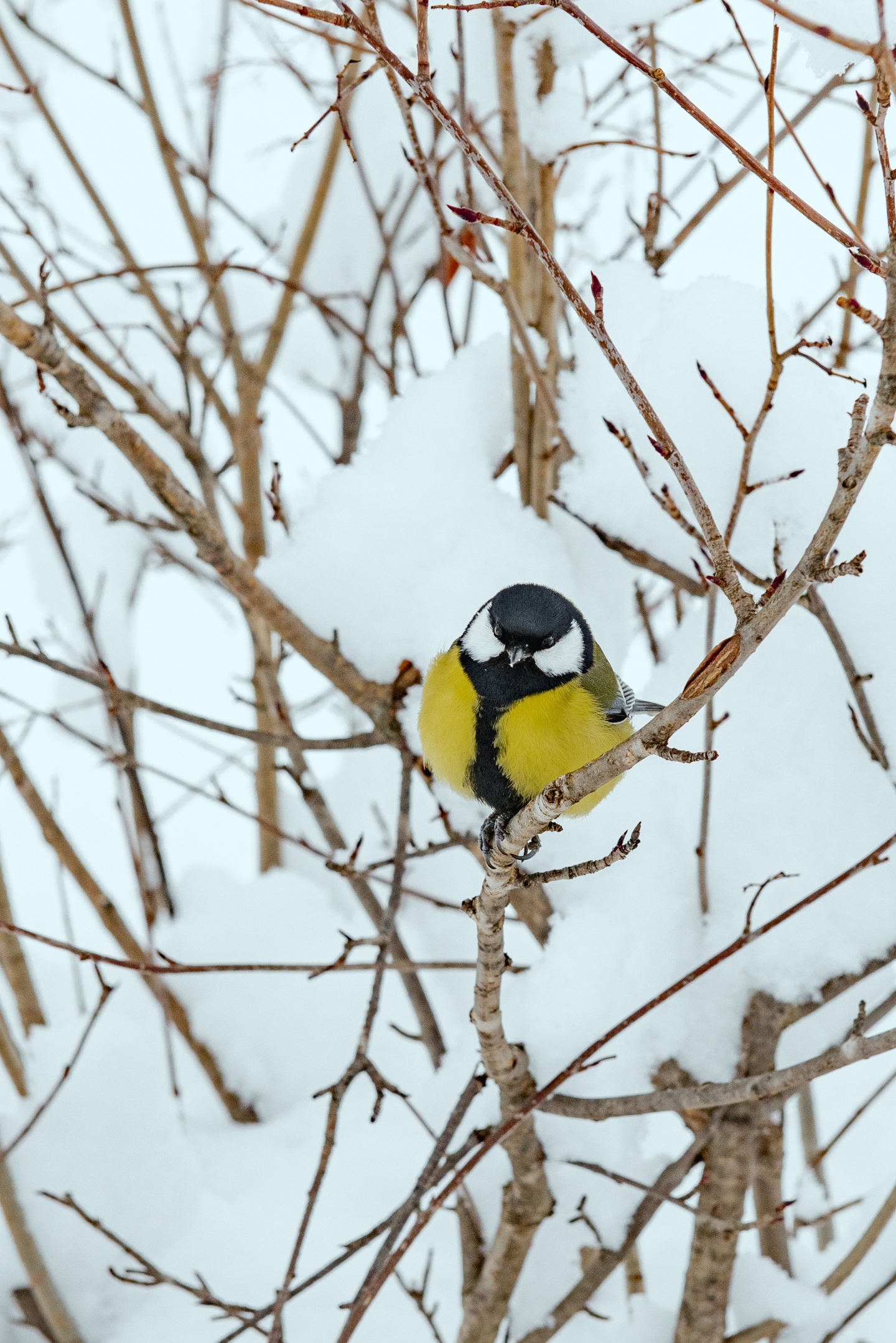 Маральник Altai Palace - фото 41