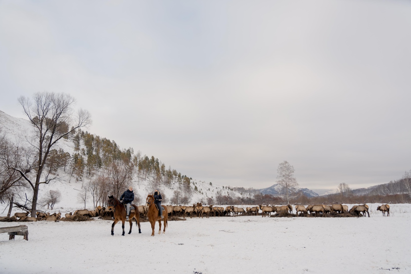 Маральник Altai Palace - фото 51