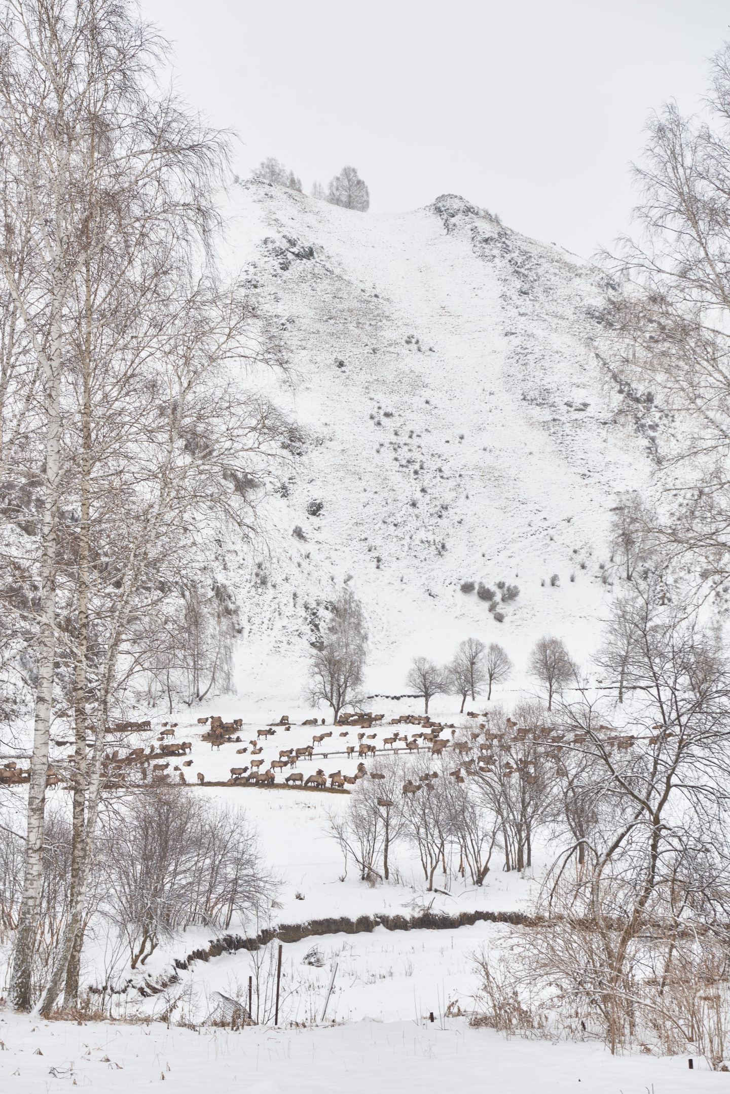 Маральник Altai Palace - фото 67