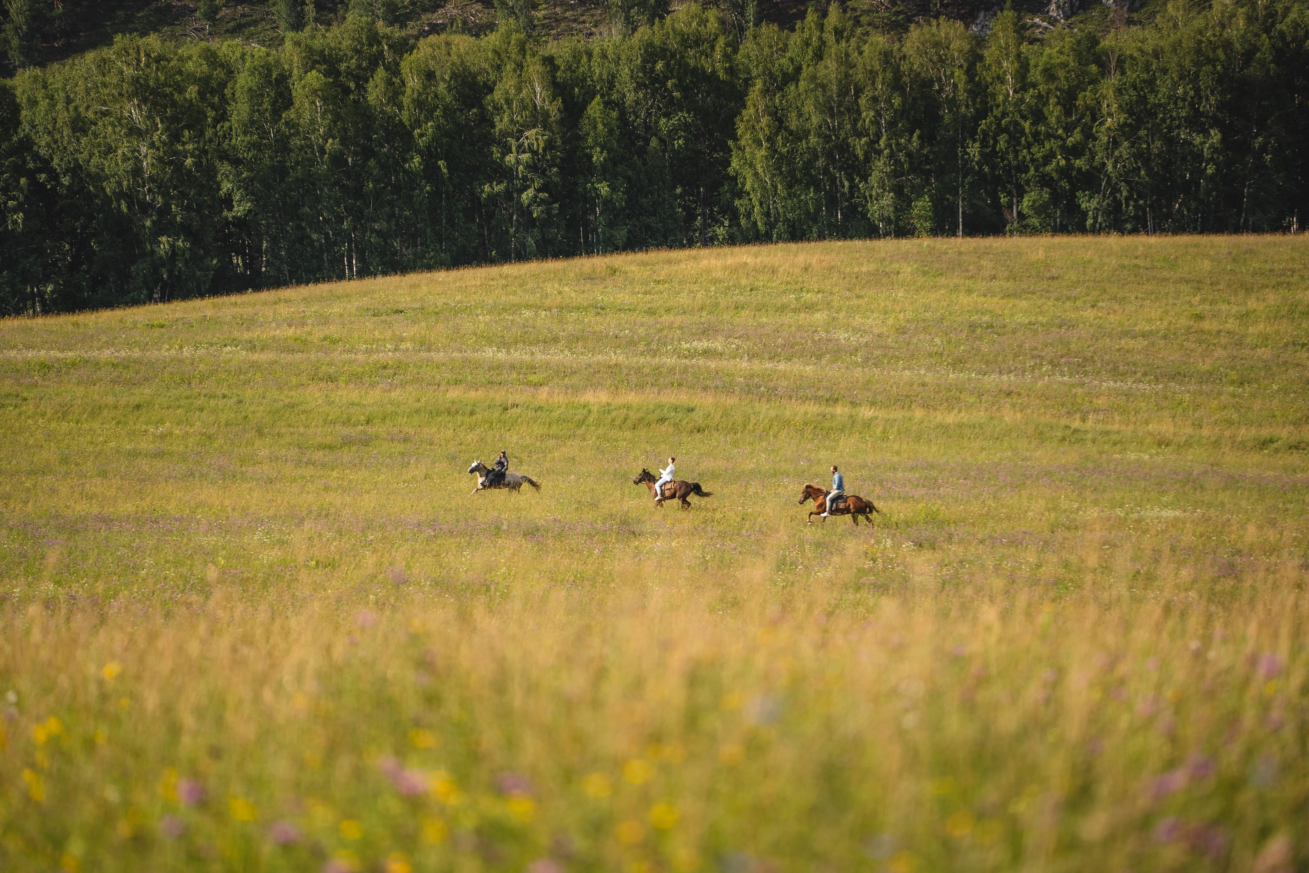 Алтай Пэлас - фото 71