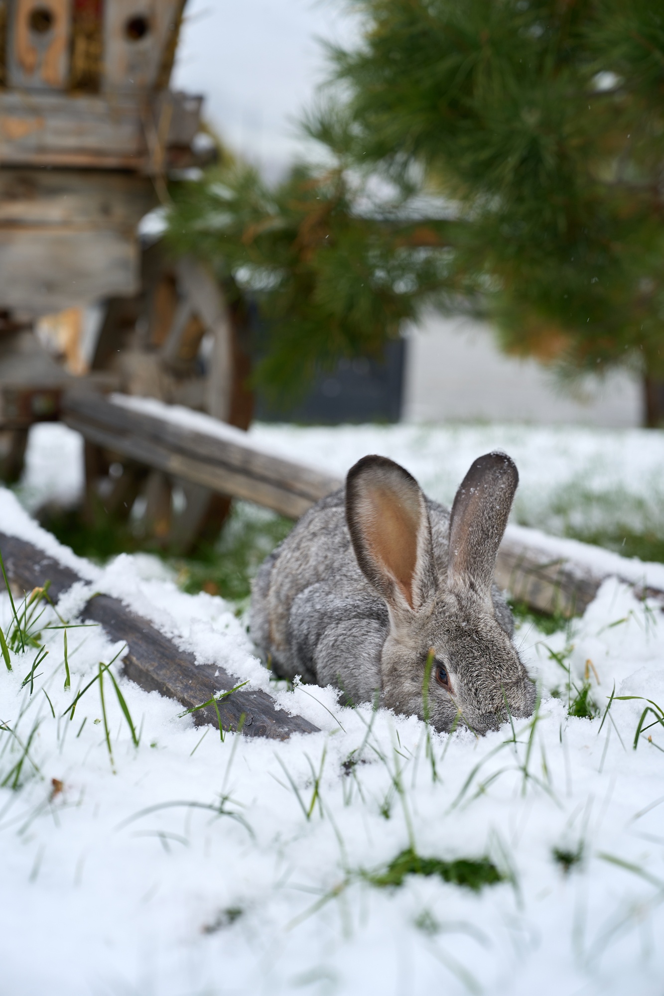 Алтай Пэлас - фото 151
