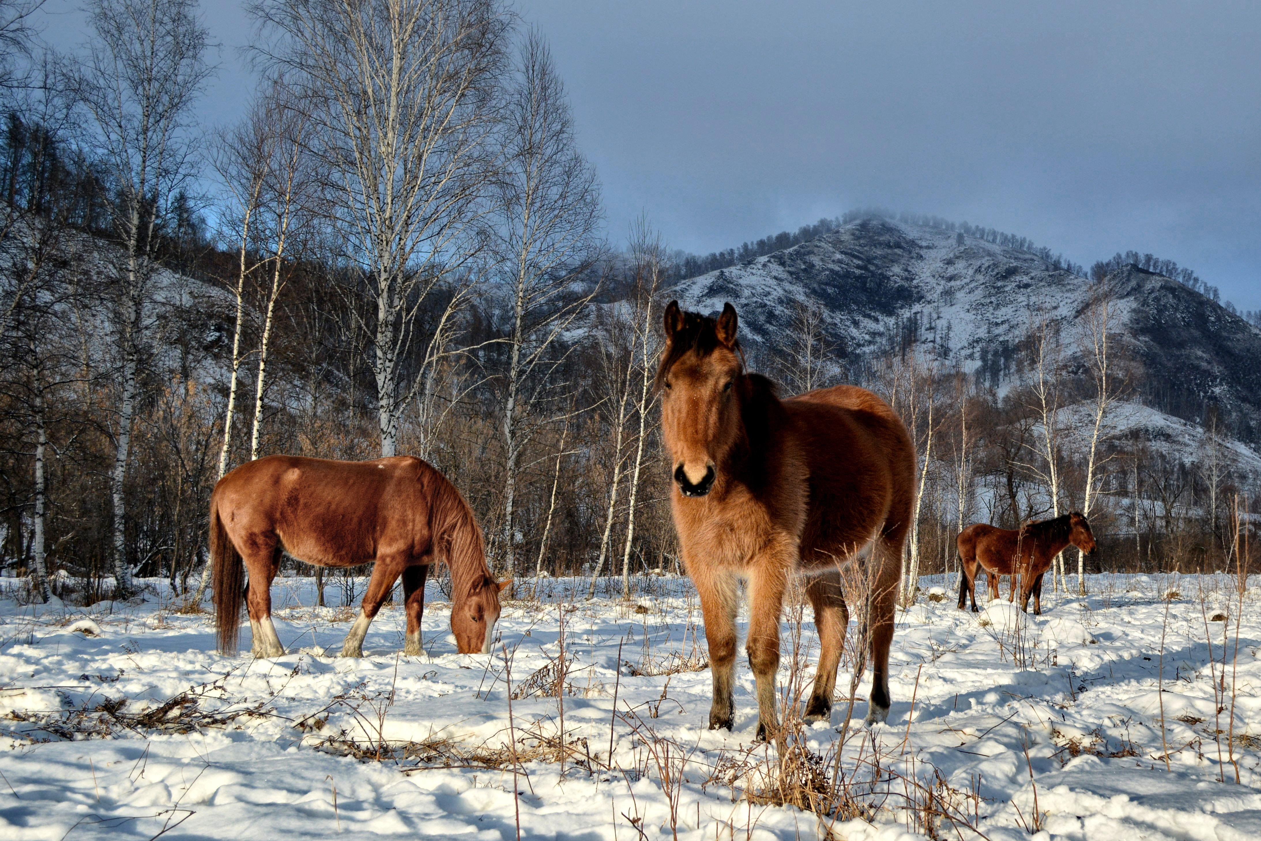 Чедоев Привал - фото 10