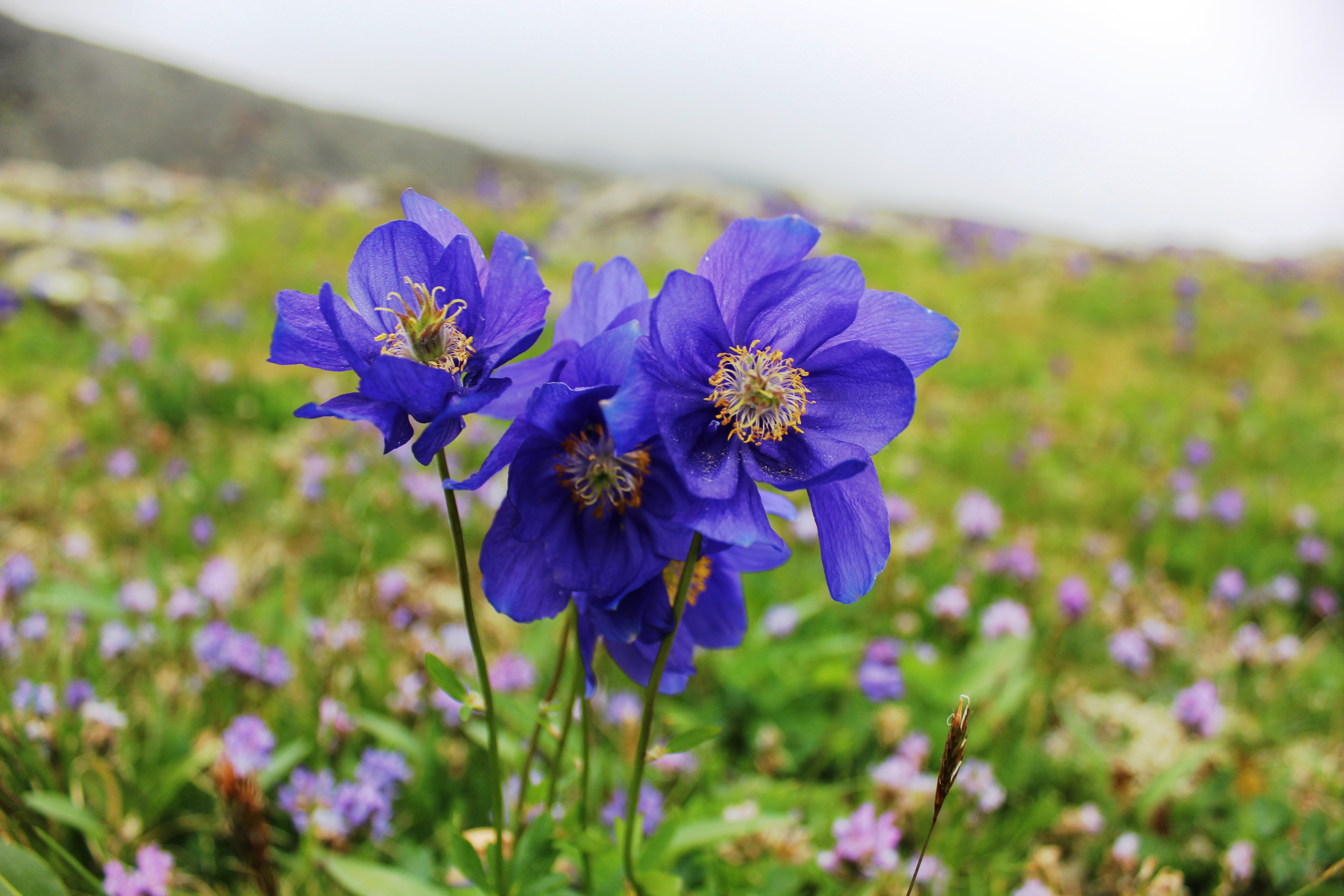 Чедоев Привал - фото 13