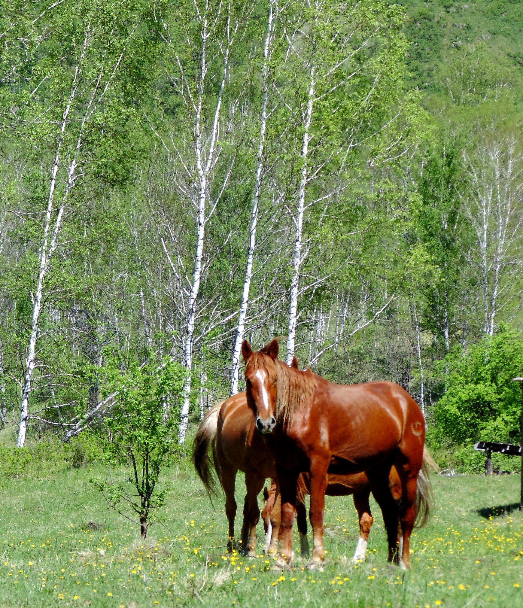 Чедоев Привал - фото 18