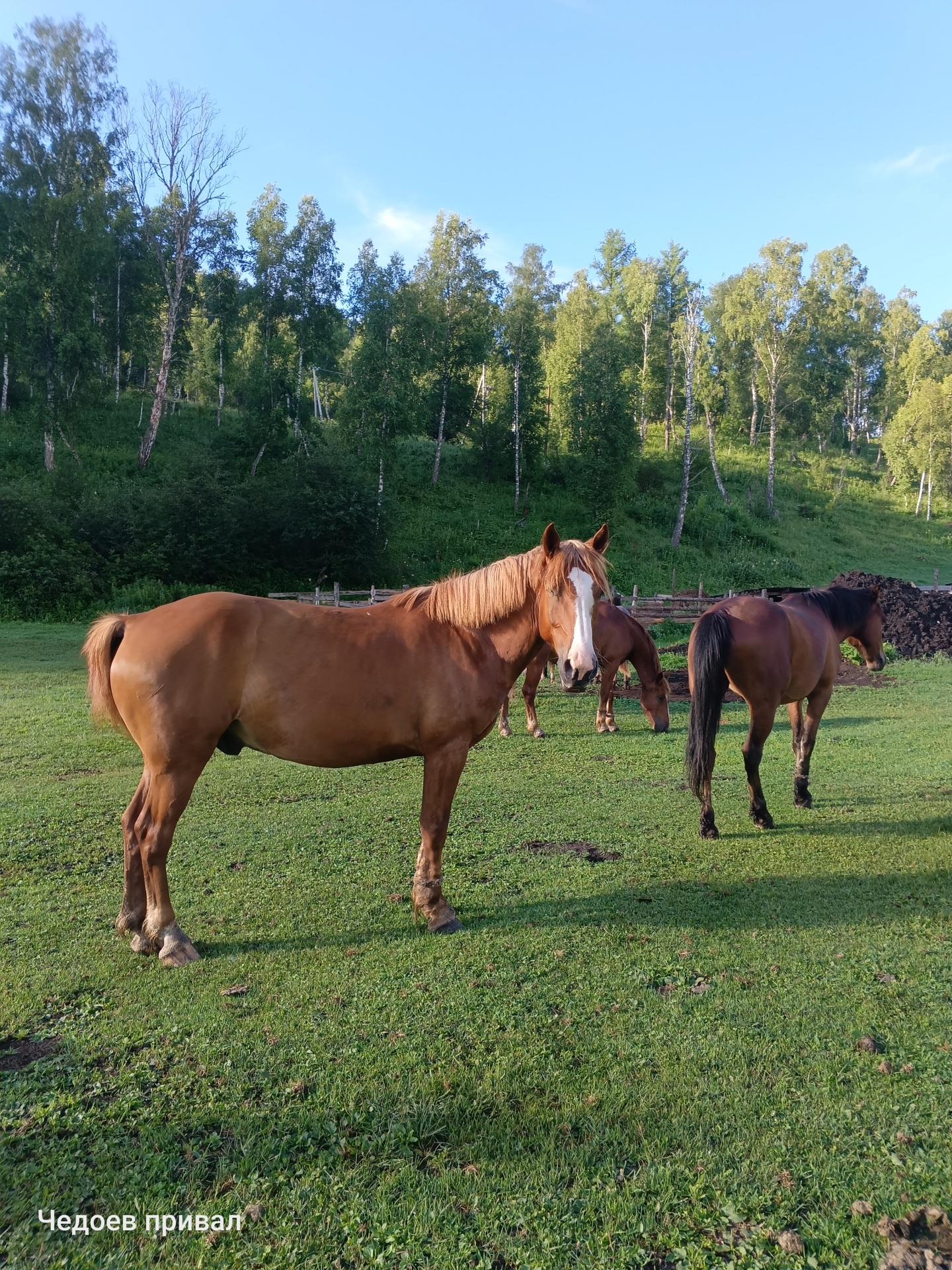 Чедоев Привал - фото 33