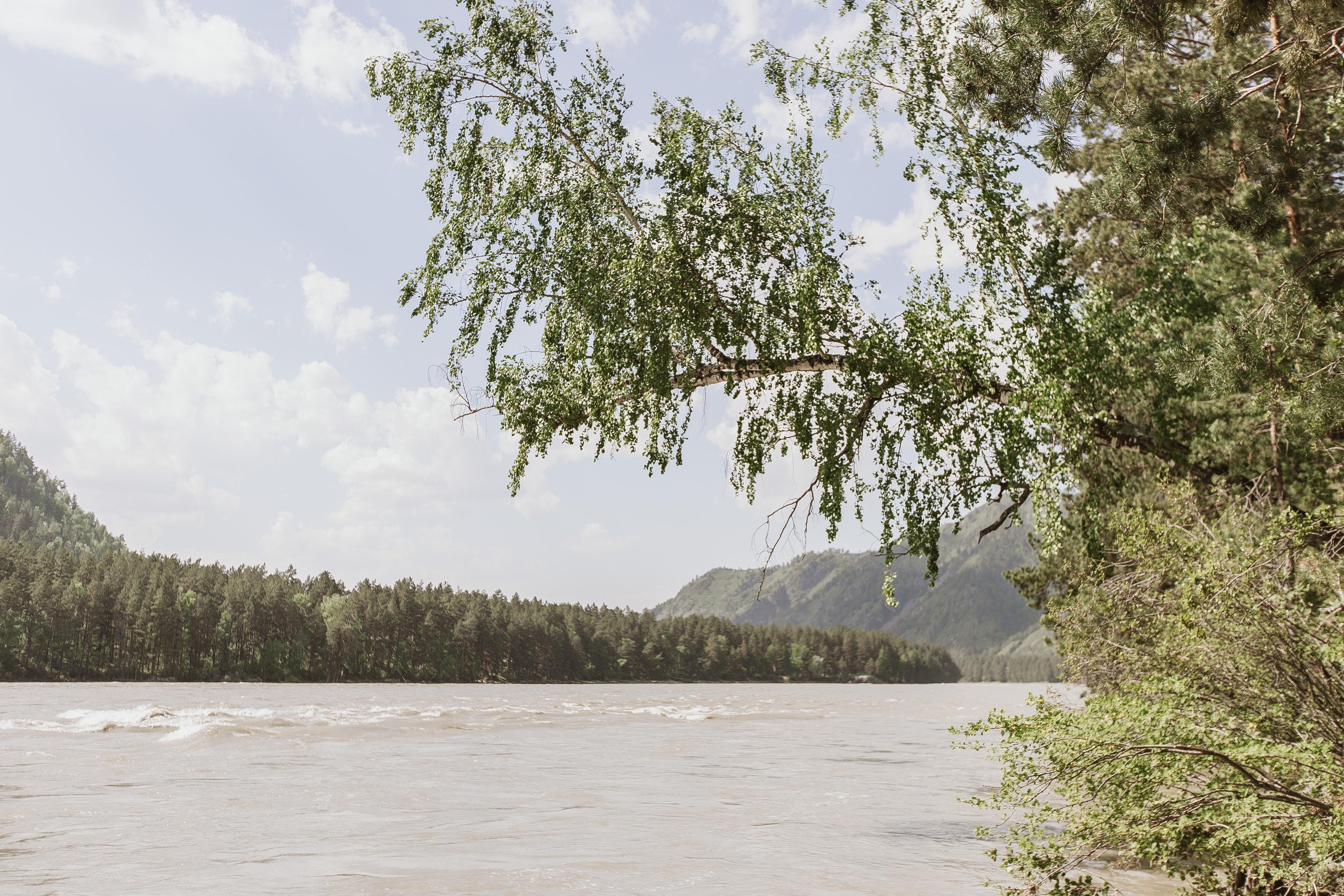 Алтай берег - фото 101