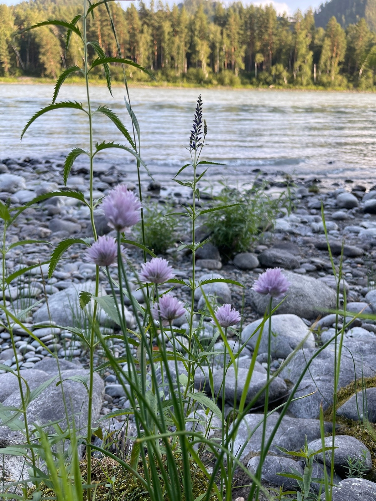 Шелест - фото 35
