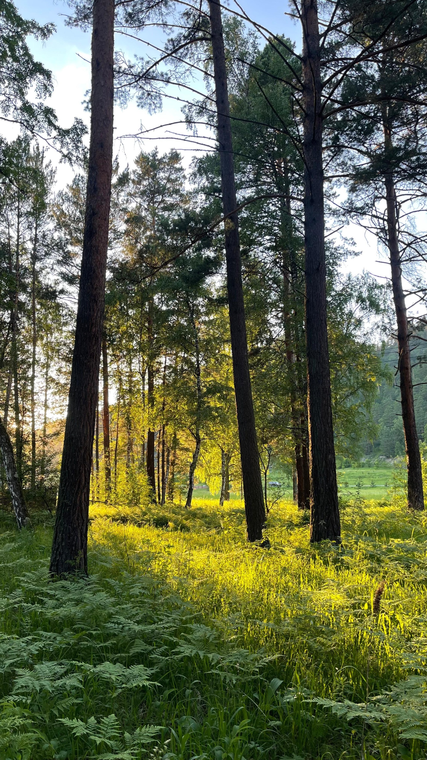 Шелест - фото 39