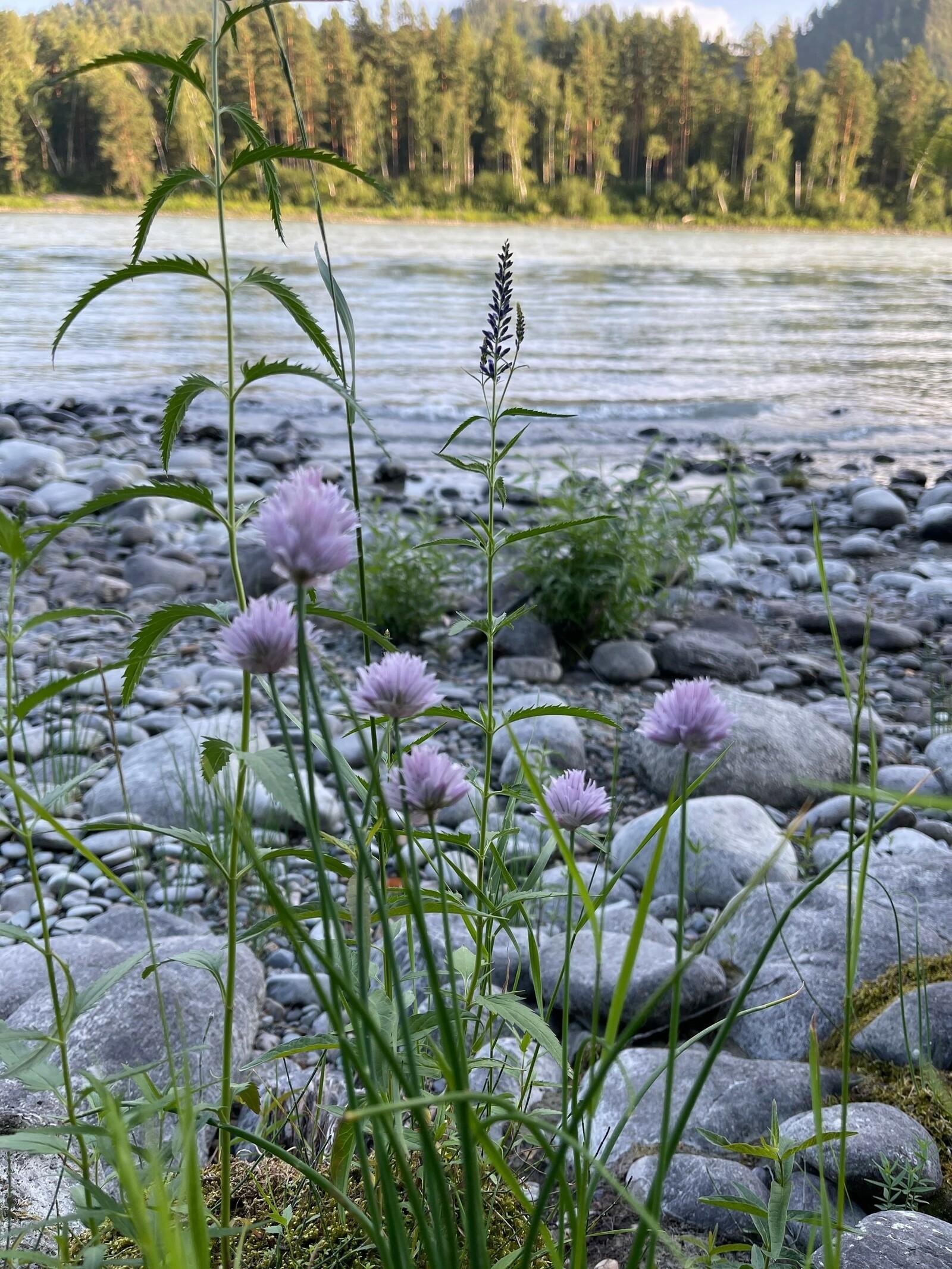 Шелест - фото 45