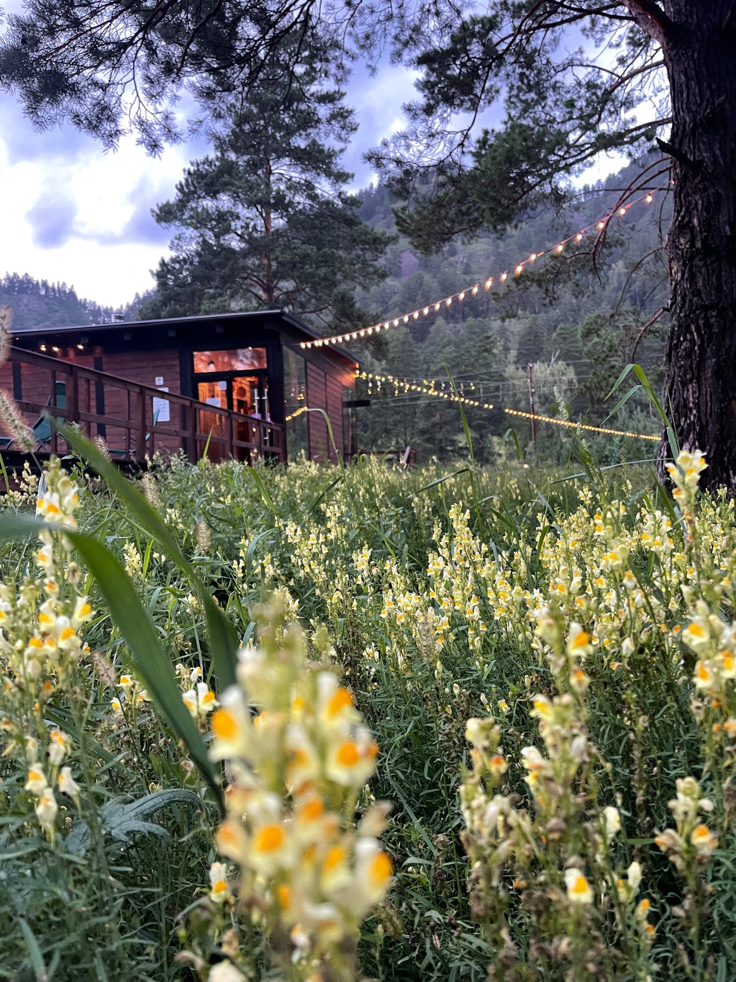 Шелест - фото 55