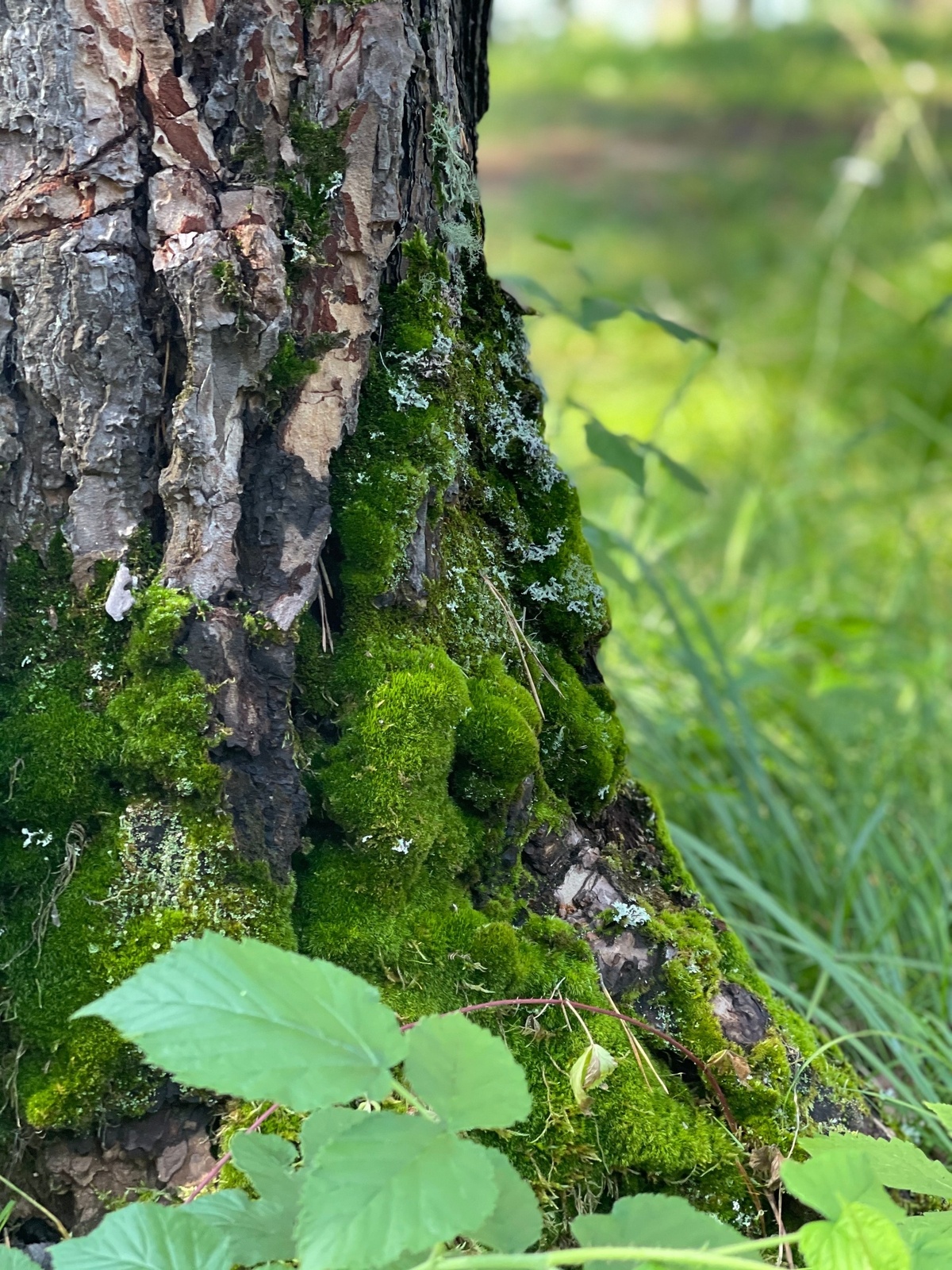 Шелест - фото 57