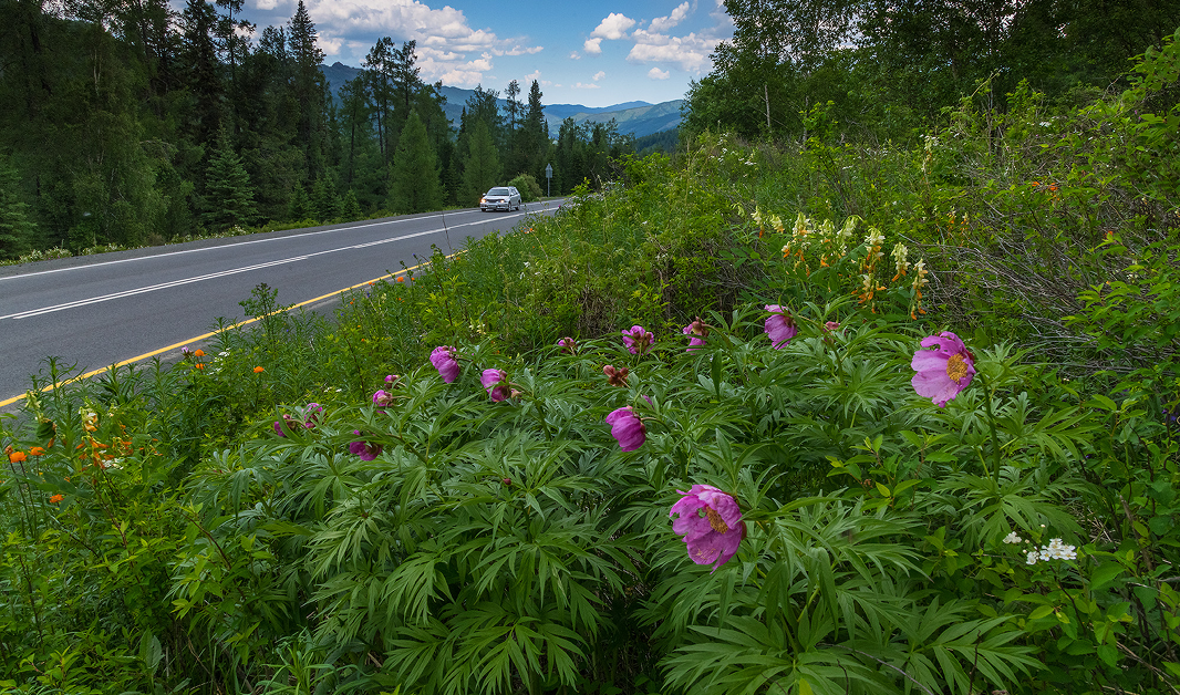 День 1. Первые шаги по алтайской земле - фото 3