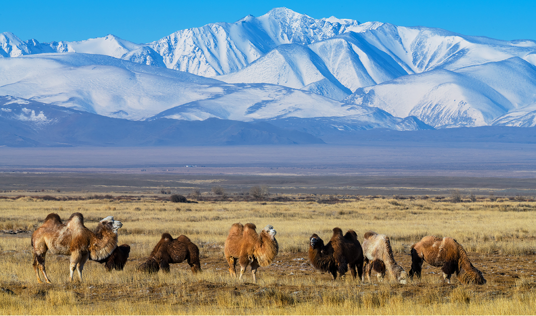 День 2. Тайны и красоты Чуйского тракта - фото 2