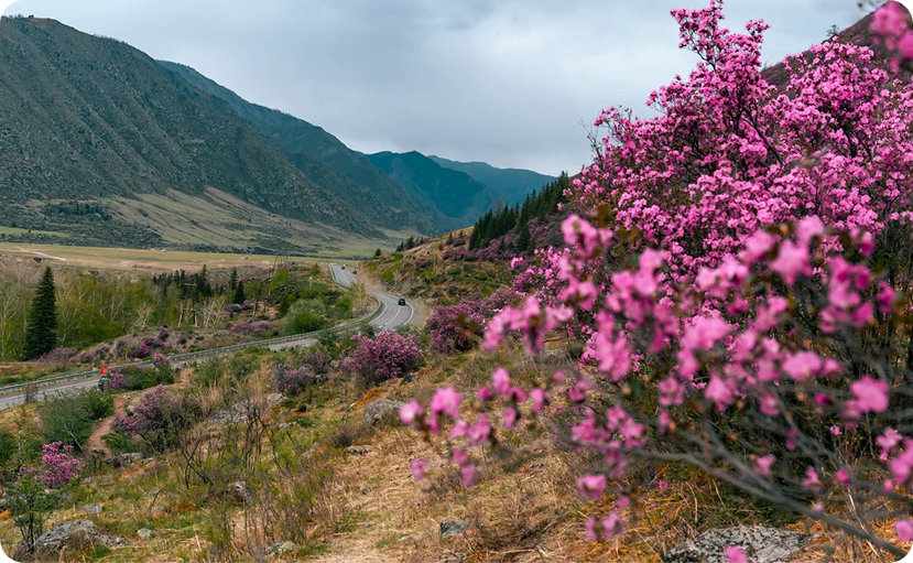 Туда, где цветет маральник