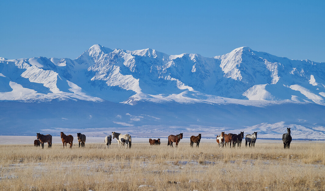Алтай: Зимнее путешествие мечты - фото 4